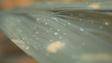 fotografía macro borrosa de hojas húmedas a la luz de la mañana, en cámara lenta