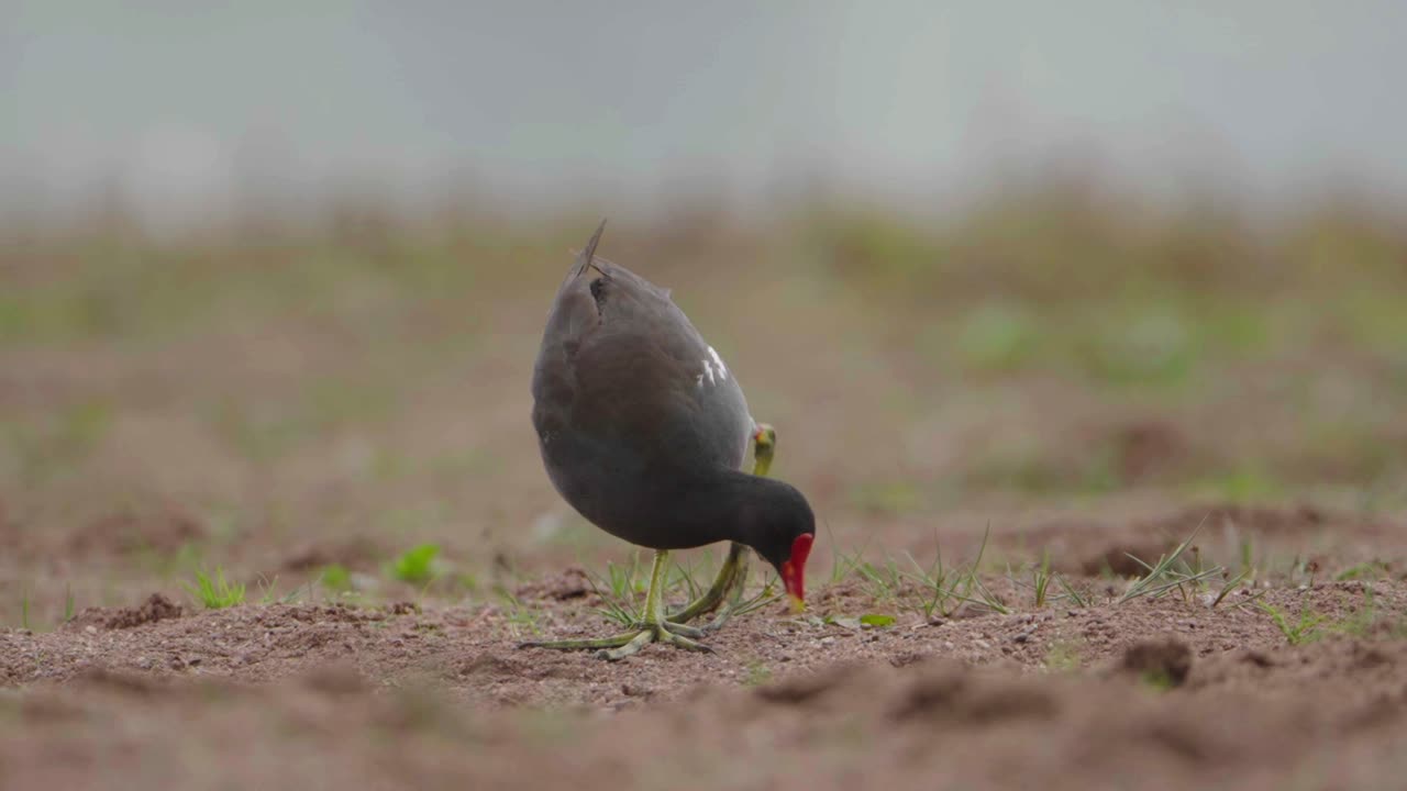 un moorhen común recogiendo y comiendo desde el suelo