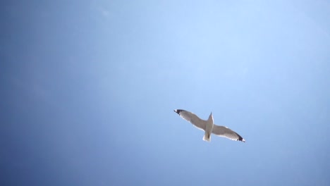 slow mo seagull flying overhead clouds and blue sky