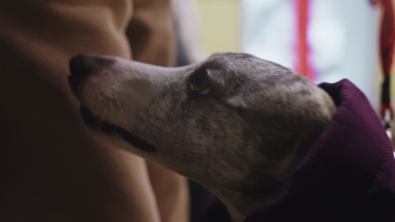 Closeup of greyhound dog in purple coat on leash looking up with soft expression indoors, showing eye detail, gentle demeanor, and calm focus in cozy winter environment with blurred background