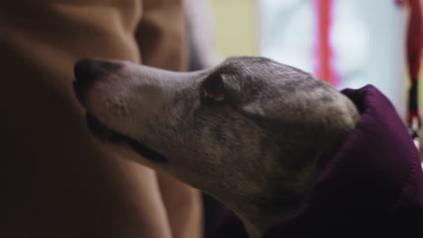 closeup of greyhound dog in purple coat on leash looking up with soft expression indoors, showing eye detail, gentle demeanor, and calm focus in cozy winter environment with blurred background