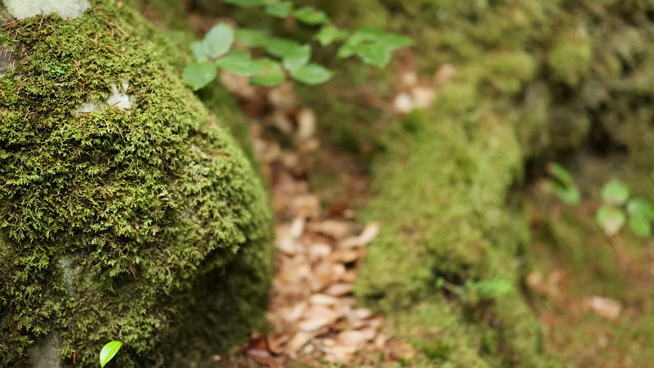 Primo piano di una roccia muschiosa con foglie e vegetazione.
