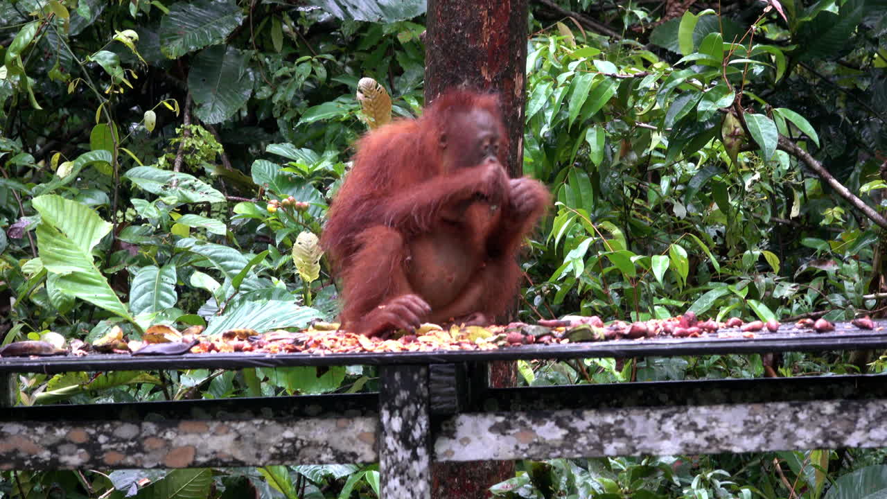 Young, orphaned orangutan eats at a feeding station in Pondok Tanggui, Borneo.