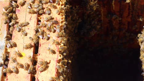 close-up of a family of bees on a wooden honeycomb in an open hive on a sunny day. apitherapy.