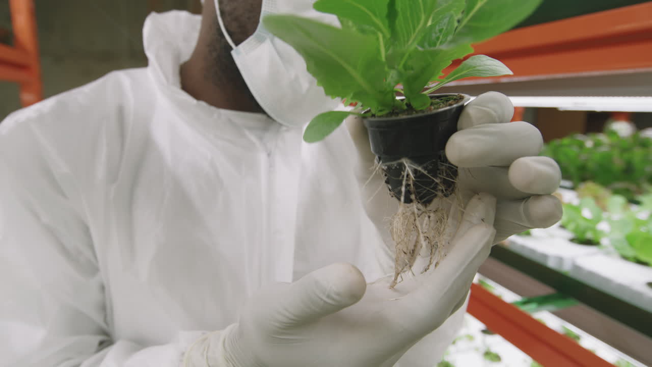 Male Agronomist At Vertical Farm