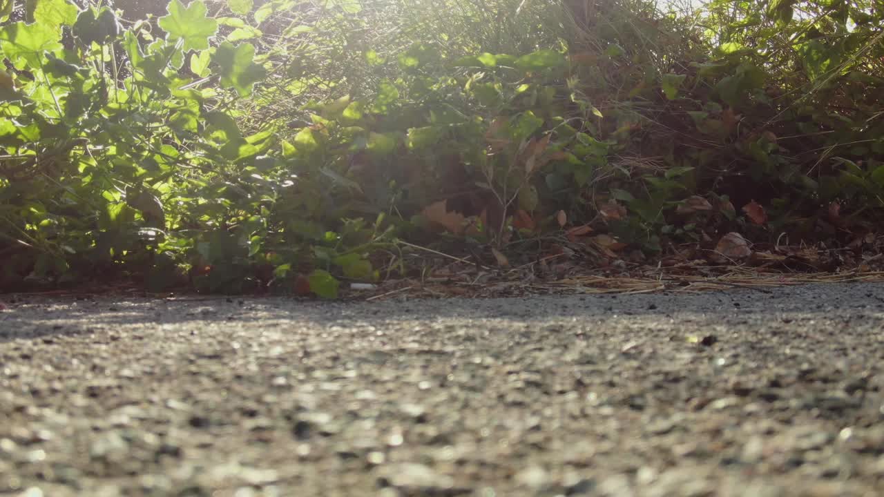 camino de cemento al lado de la hierba
