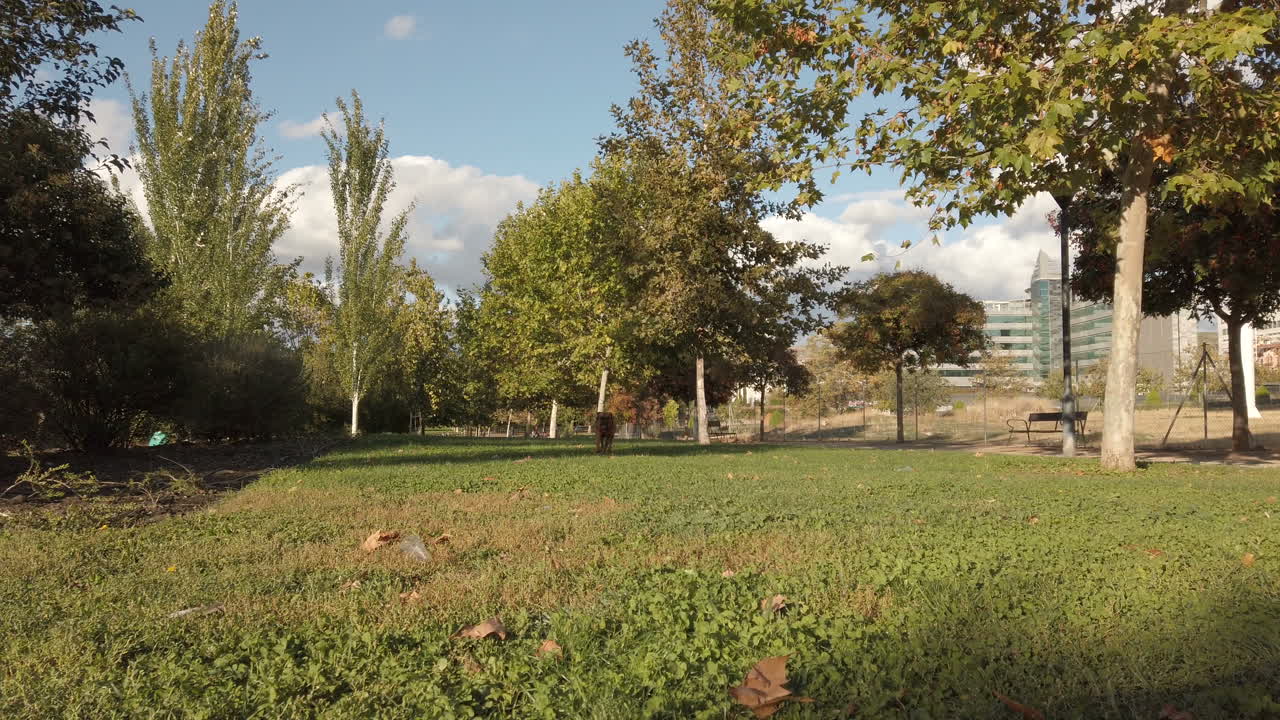 Dog Enjoying Playing Ball Outdoor