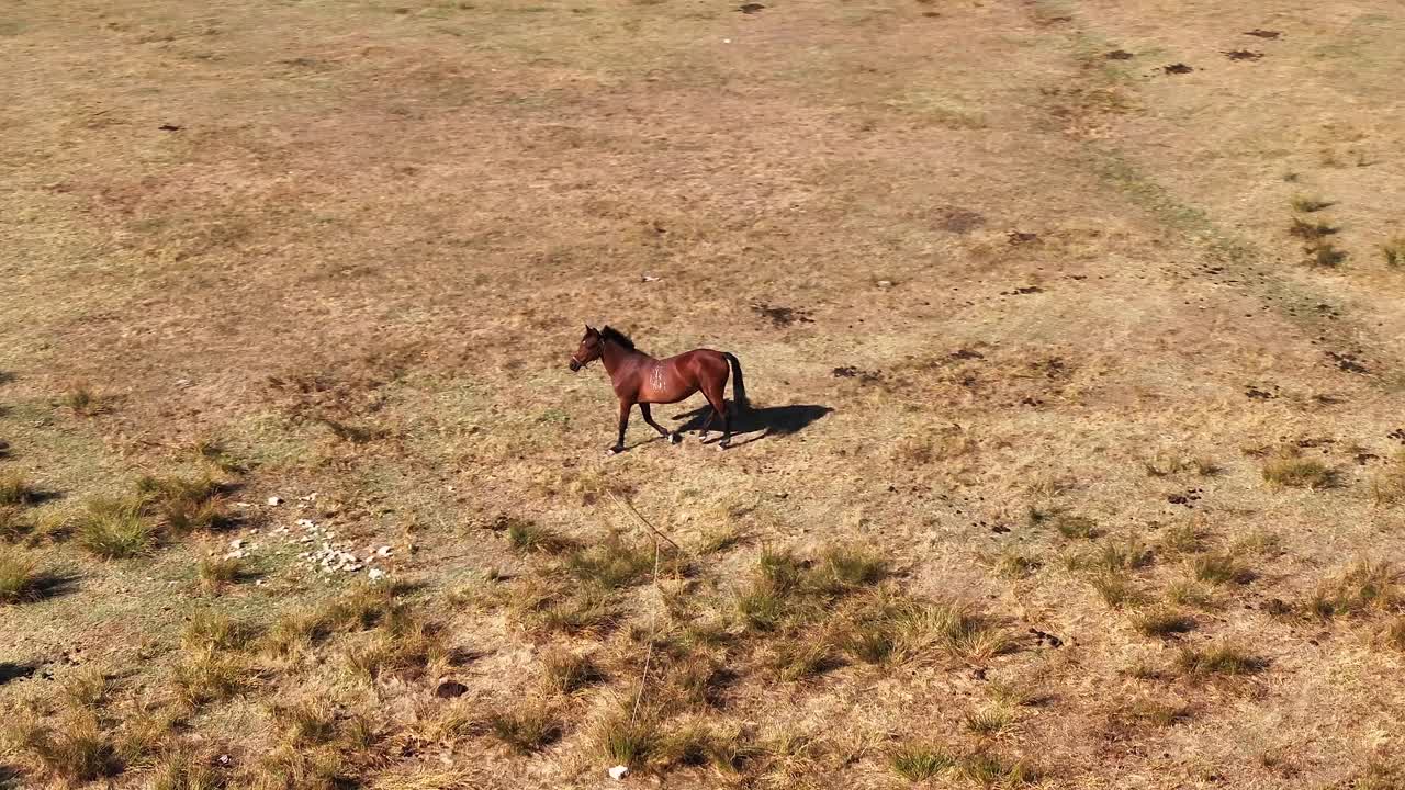 el caballo está vagando en cámara lenta.