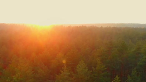 Colorful-golden-sunrise-over-pine-forest,-aerial-dolly-in