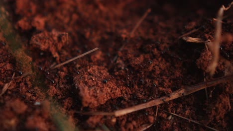 Colonia-De-Hormigas-Trabajando-Juntas-En-Tierra-Roja-Construyendo-Una-Colonia,-Cerca-De-Insectos