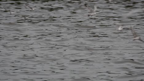 Terns-and-Gulls-Skimming-for-Food-are-migratory-seabirds-to-Thailand,-flying-around-in-circles,-taking-turns-to-skim-for-food-floating-on-the-sea-at-Bangpu-Recreational-Center-wharf