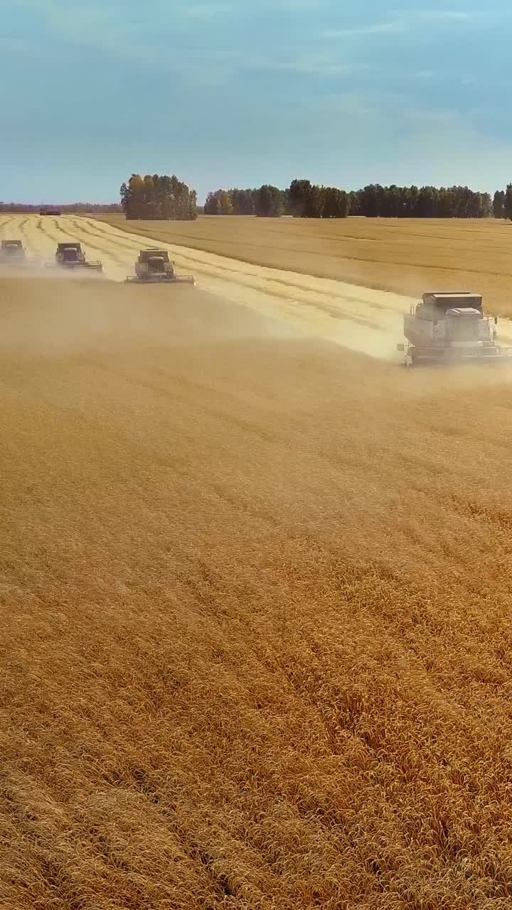 Agricultural machinery harvesting golden wheat fields under clear blue sky during sunny day