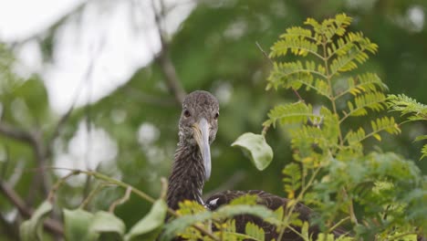 Nahaufnahme-Eines-Limpkin-Vogels,-Der-Sich-Umschaut,-Während-Er-Auf-Einem-Von-Grünen-Blättern-Umgebenen-Ast-Steht