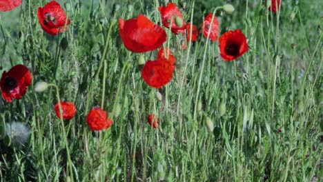 A-few-poppies-with-a-bee-pollinating