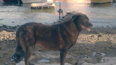 a dog is watching the old dirty harbor during the day