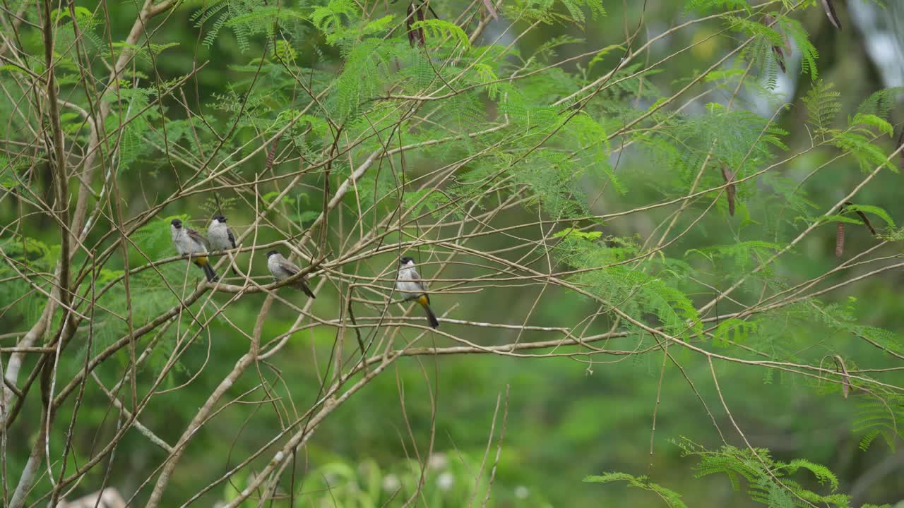Three Birds Perched on a Tree Branch