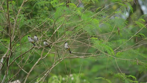 three birds perched on a tree branch