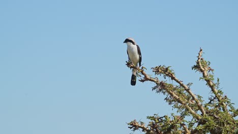 grey backed fiscal shrike bird perching on bush in africa, african birds perching on branches of bushes on wildlife safari in masai mara, kenya with blue sky, maasai mara birdlife