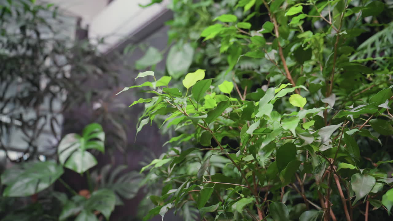 Vibrant indoor plant with lush green leaves densely fills interior space, creating fresh natural atmosphere with layered foliage and tropical vibe under soft ambient lighting and shadowed background