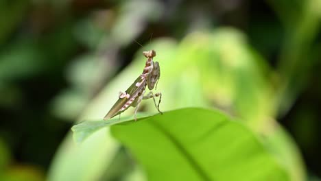 Oben-Zu-Sehen-Breites-Blatt,-Das-Sich-Mit-Etwas-Wind-Bewegt,-Während-Es-In-Richtung-Der-Tiefe-Des-Waldes-Blickt-Und-über-Seine-Zukunft-Nachdenkt,-Juwelenbesetzte-Blumengottesanbeterin,-Creobroter-Gemmatus,-Thailand