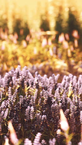 flores de lavanda púrpura en un campo