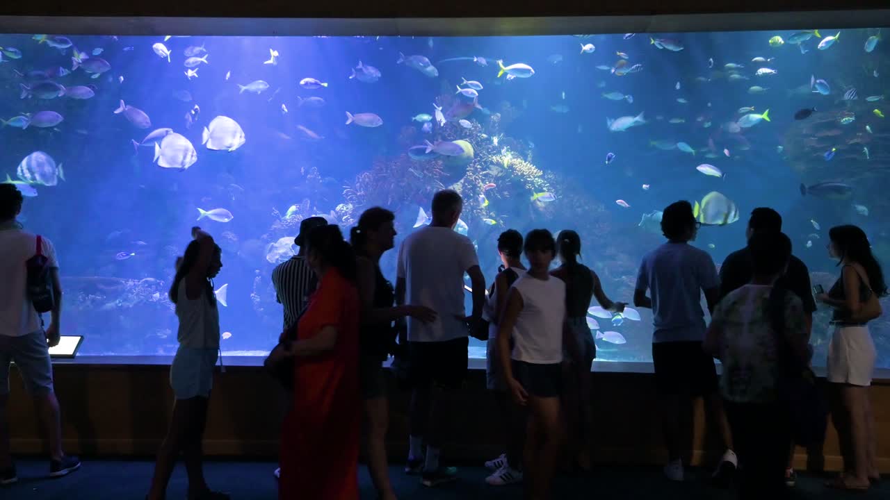 Visitors explore the marine fish galleries at the Oceanografic, located within the City of Arts and Sciences in Valencia. This venue is Europe’s largest oceanographic park, home to over 500 species.