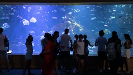 visitors explore the marine fish galleries at the oceanografic, located within the city of arts and sciences in valencia. this venue is europe’s largest oceanographic park, home to over 500 species.