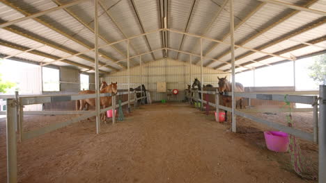 recorrido en 4k por establo de caballos con caballos marrones en corrales en rancho rural en australia