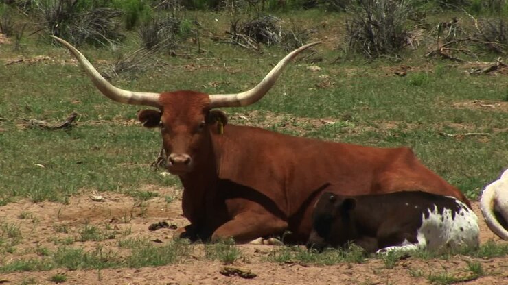 Piano medio di una mucca Longhorn e un vitello che riposano in un pascolo dello Utah.