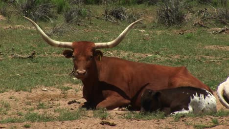 Plano-Medio-De-Una-Vaca-Y-Un-Ternero-De-Cuerno-Largo-Descansando-En-Una-Pastura-De-Utah