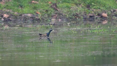 Ein-Bronzefarbener-Geflügelter-Jacana,-Der-Tagsüber-In-Einem-See-Schwimmt