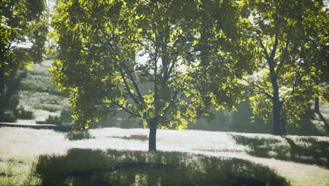 the green mapple leaves in the summer