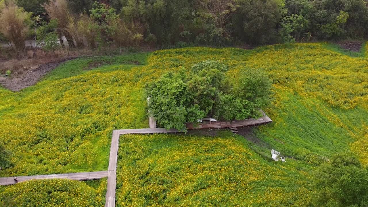 숲 근처에 경로와 벤치가 있는 아름다운 녹색 풍경 - 공중 촬영