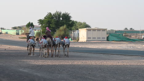 4K:-A-group-of-men-rides-camels-through-the-Desert-at-a-Camel-Camp-in-Dubai,-United-Arab-Emirates,-Camel-in-the-Desert-in-the-Persian-Gulf