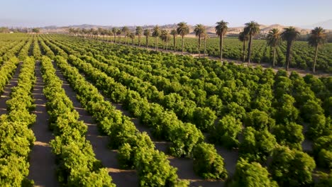 golden hour drone shot, ascending diagonally over uc riverside's citrus gardens