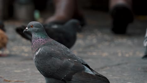 Palomas-Caminando-Y-Siendo-Alimentadas-En-El-Suelo---Enfoque-Selectivo