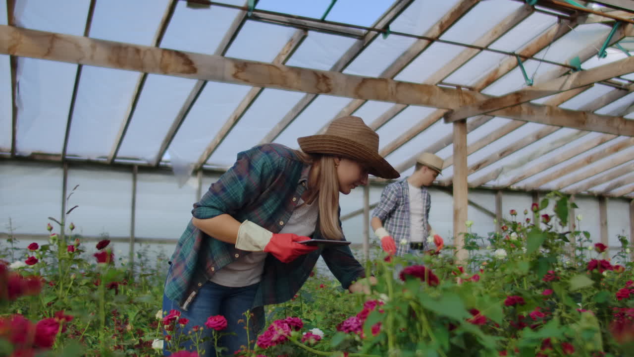 Moderni coltivatori di rose camminano nella serra con una piantagione di fiori, toccano i boccioli e toccano lo schermo del tablet.