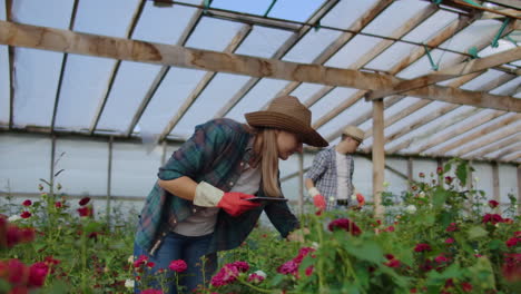 los agricultores modernos de rosas caminan a través del invernadero con una plantación de flores tocan los brotes y tocan la pantalla de la tableta.