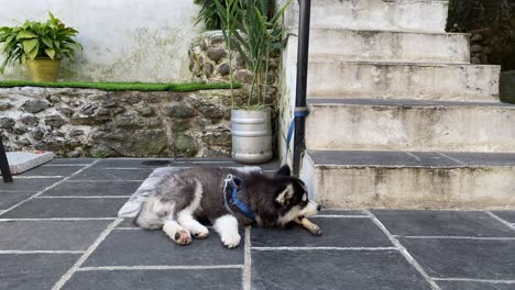 a dog tied to a post on a stone patio enjoying a bone