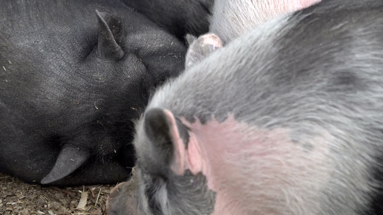 돼지는 잠을 자고 있다.