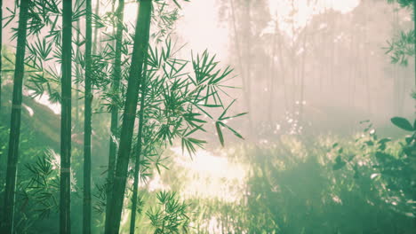 Bosque-Verde-De-Bambú-En-La-Niebla-De-La-Mañana