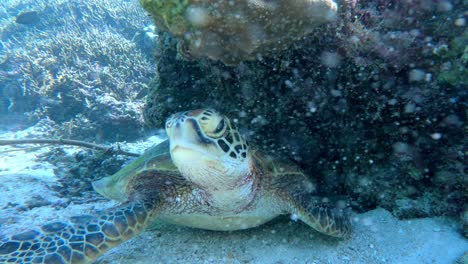 A-Green-Sea-Turtle-Resting-Underneath-Coral-During-Sunny-Day