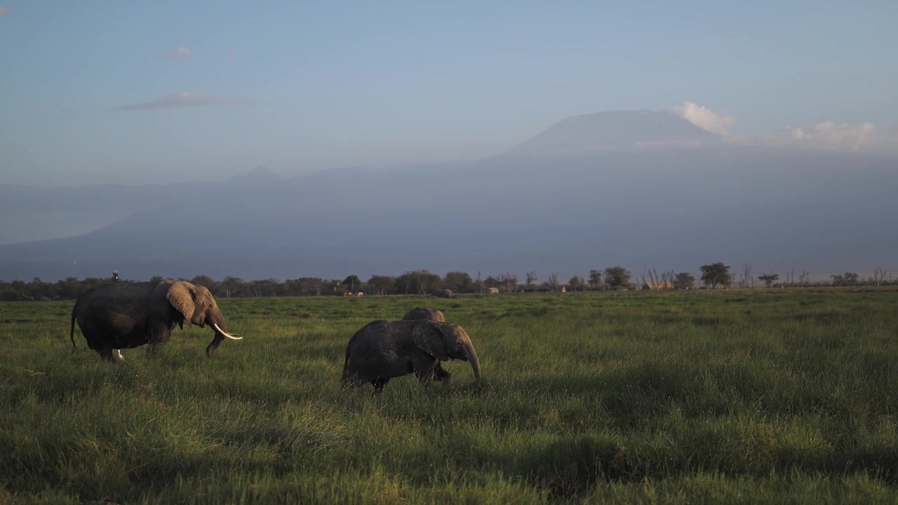 Afrikanske elefanter med Kilimanjaro-fjellet i Amboseli, vakkert ikonisk landskap i en afrikansk dyrelivsscene i Kenya, Afrika, med safaridyr og en flokk elefanter som går