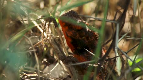 a colourful lizard sits in sun, natural wild habitat