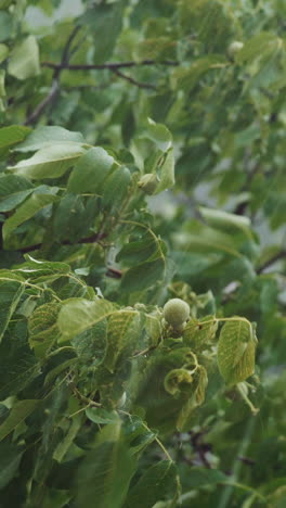 walnut during heavy downpour. top of trees swaying in hard rain. vertical video
