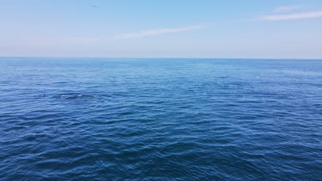 Low-aerial-shows-pod-of-common-dolphins-swimming-together-along-coastline