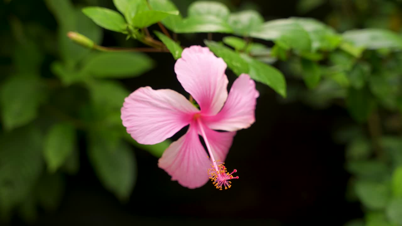 Una panoramica ravvicinata rivela un fiore di ibisco rosa che sboccia in un rigoglioso giardino tropicale