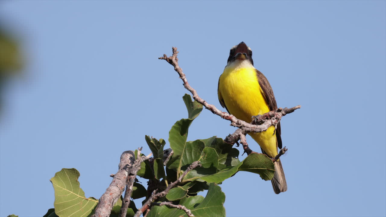 Uccello pigliamosche dal becco a barca giallo nella giungla esotica e colorata della foresta pluviale tropicale e della savana.
