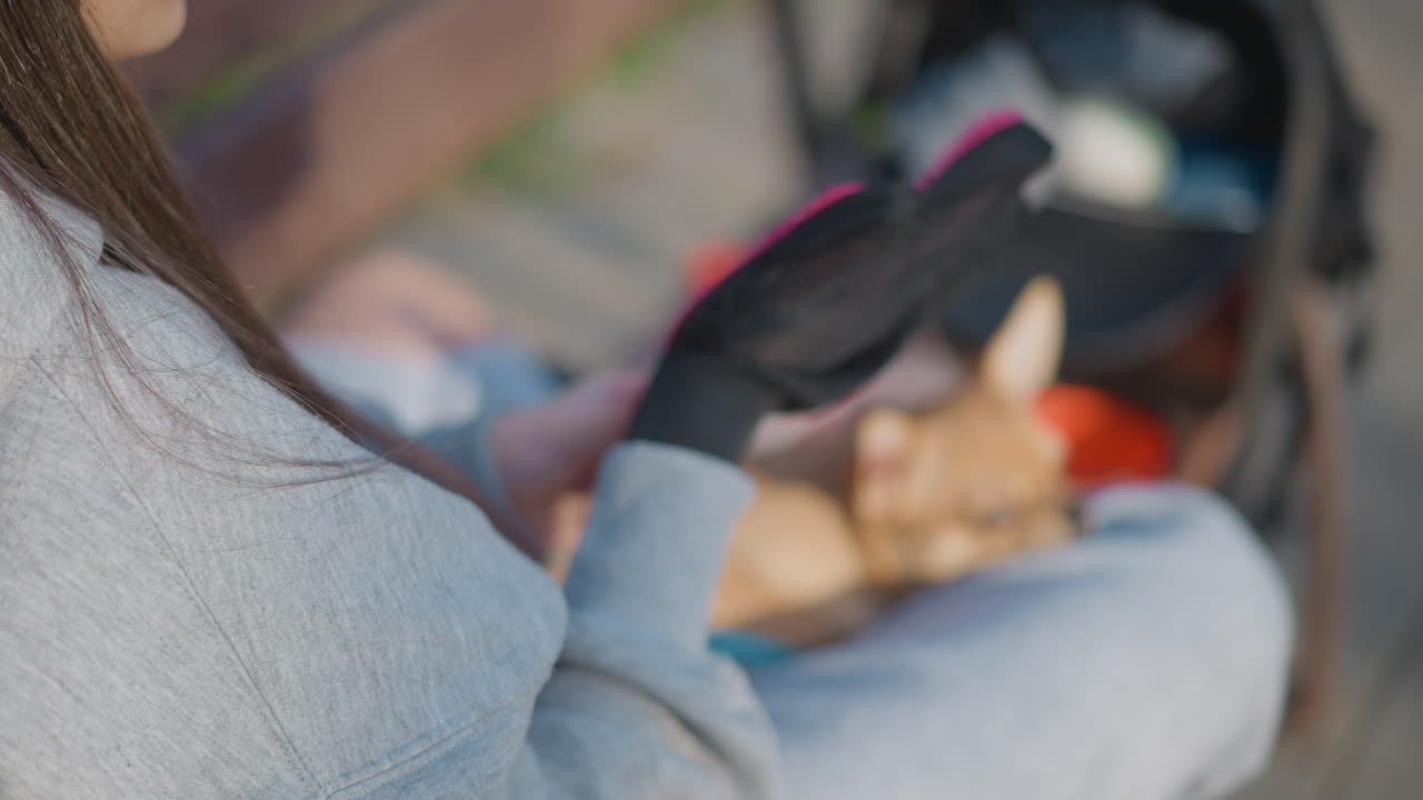 공원 햇빛 아래에서 강아지를 부드럽게 손질하는 사람, 햇빛이 비치는 시간 동안 야외에서 편안하게 반려동물을 관리하는 모습, 도심 공원에서 쉬고 있는 작은 강아지와 손질 도구를 사용하여 편안하게 손질하는 활동