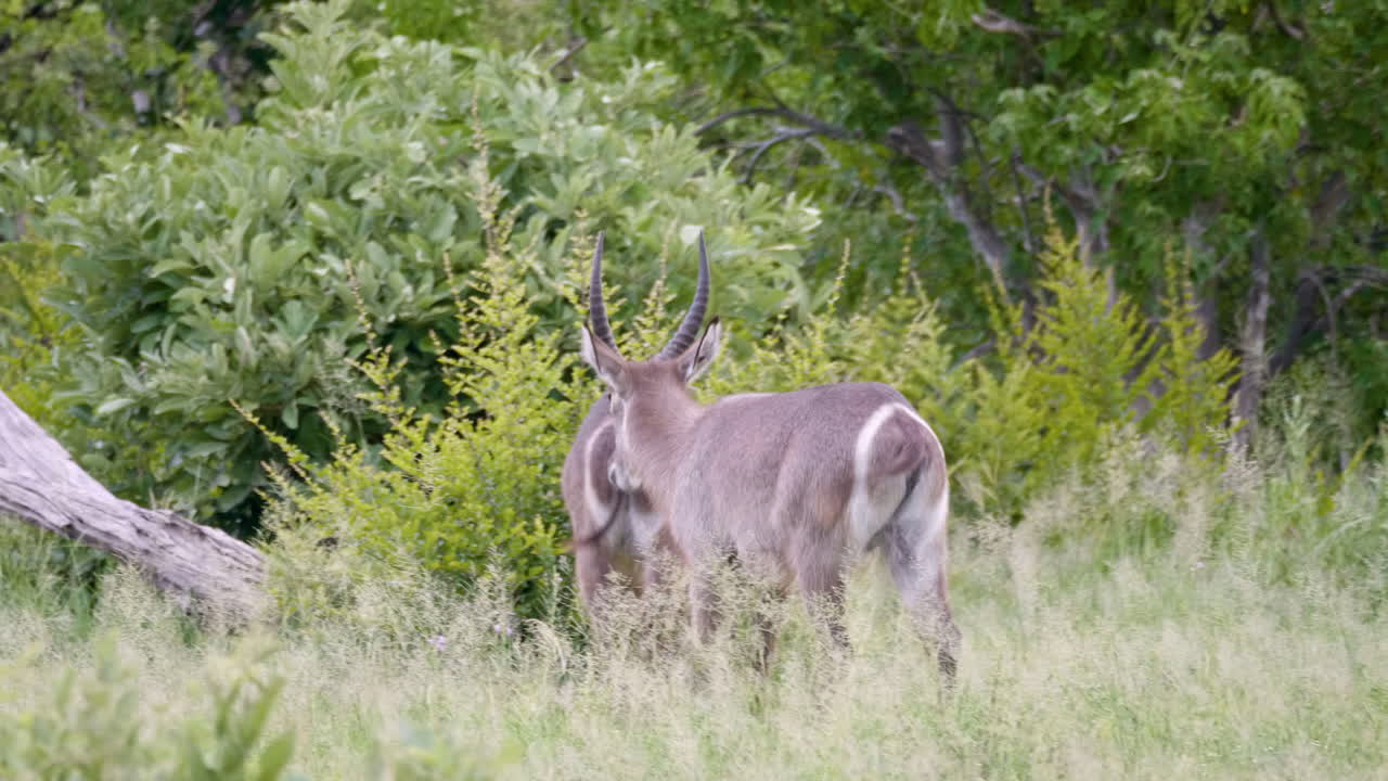 dos carneros de agua caminan a través de un campo de hierba en botswana